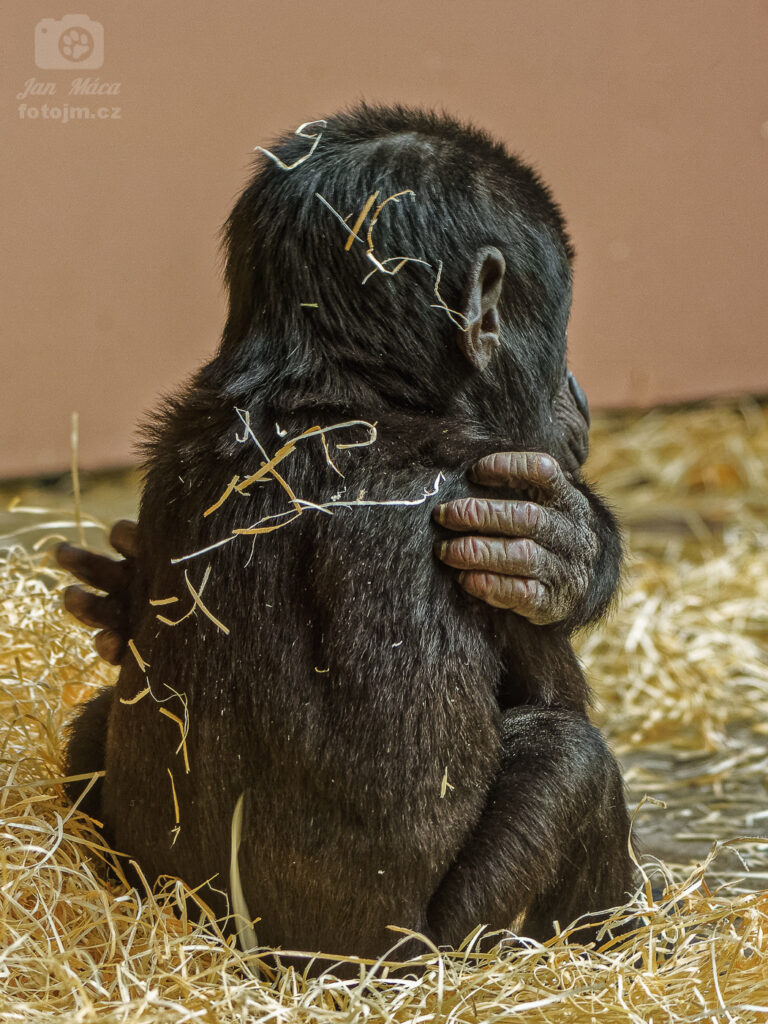 Gorila - malý Ajabu