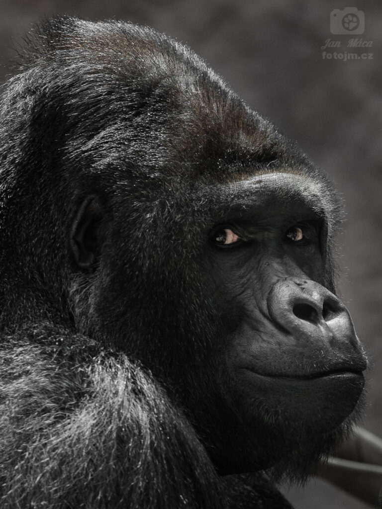 Gorila - velký šéf Richard