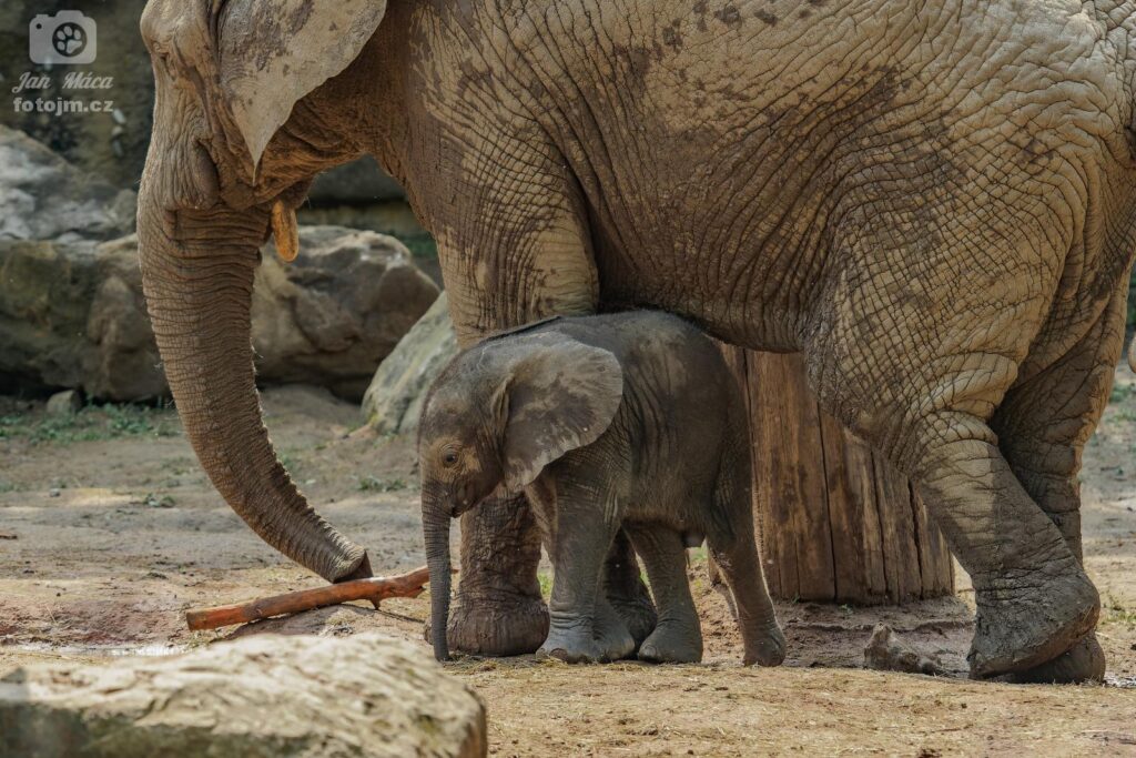 Mládě slona afrického
