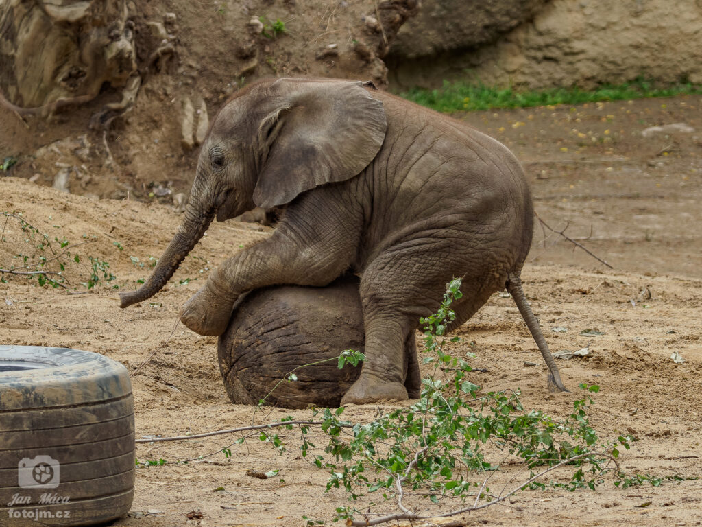 Slon africký - mládě