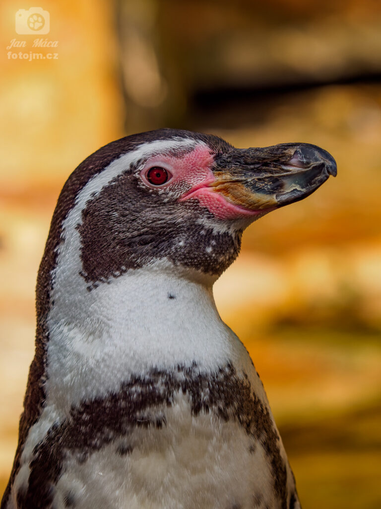 Tučňák Humboldtův